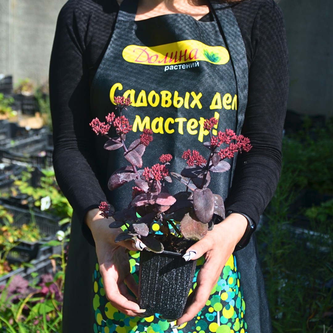 Седум Чоколэт Черри - Dolina-Sad.Ru