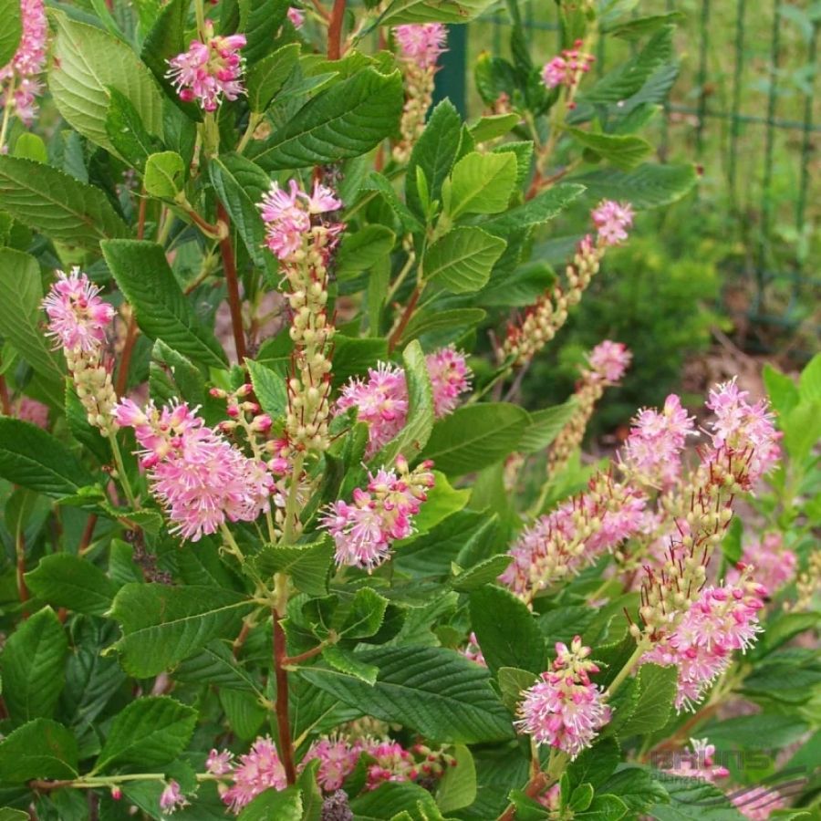 Клетра ольхолистная, С2 Клетра ольхолистная, С2 - Dolina-Sad.Ru