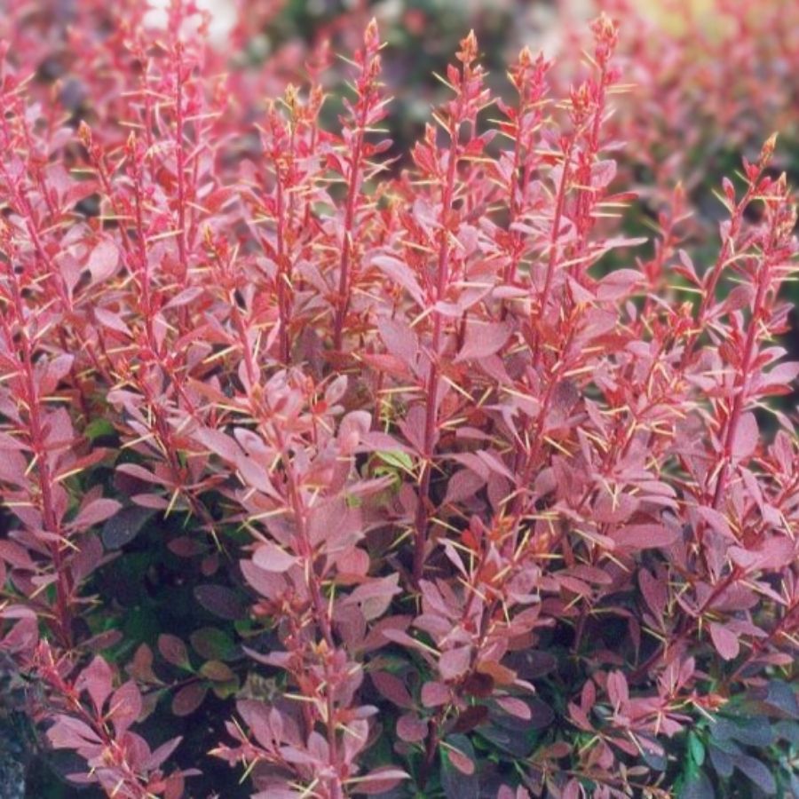 Барбарис оттавский Аурикома, С2 Барбарис оттавский Аурикома, С2 - Dolina-Sad.Ru