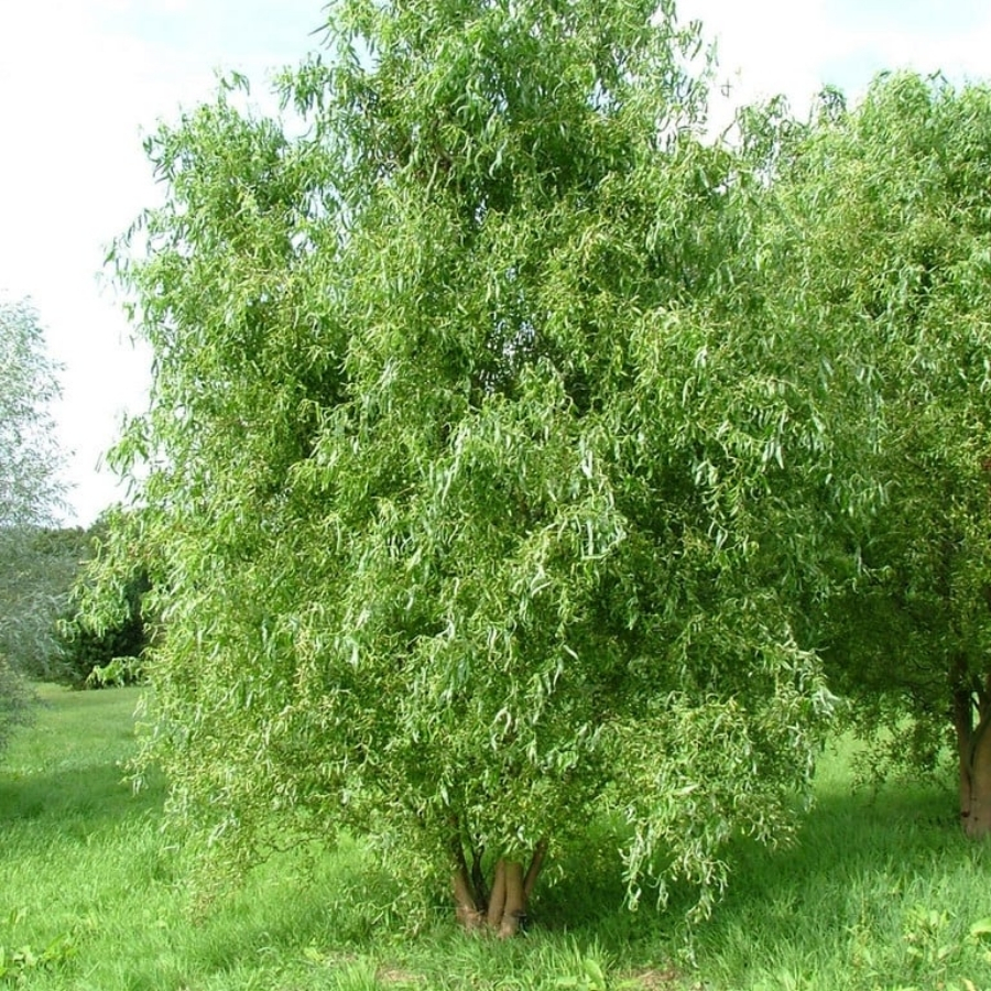 Ива Эритрофлексуоза, С3 Ива Эритрофлексуоза, С3 - Dolina-Sad.Ru