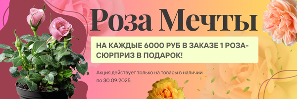роза акция