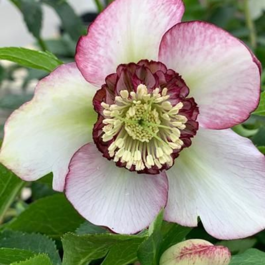 Морозник Анемон Пикоти Ред Морозник Анемон Пикоти Ред - Dolina-Sad.Ru