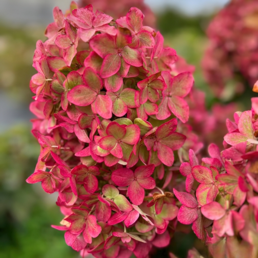 Гортензия метельчатая Металика, С2 Гортензия метельчатая Металика, С2 - Dolina-Sad.Ru