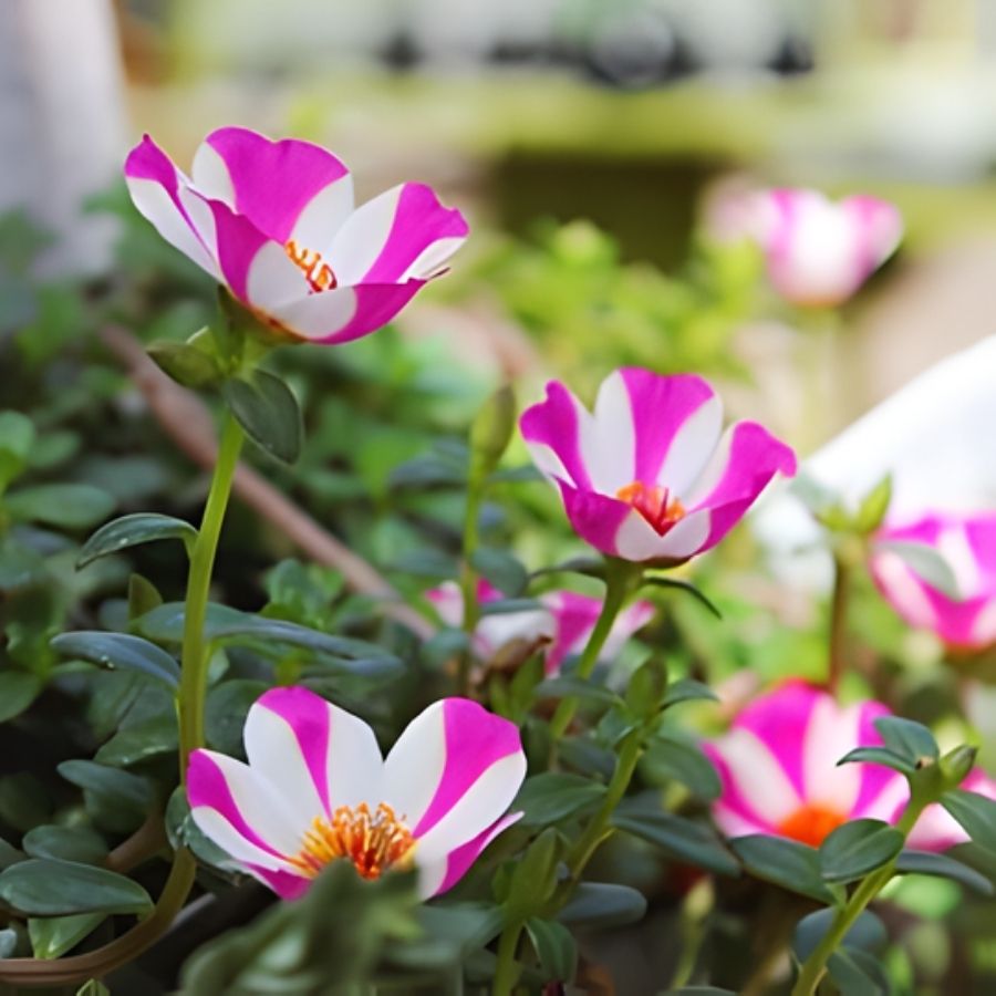 Портулак Капкейк Пурпл - Dolina-Sad.Ru