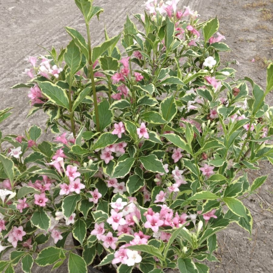 Вейгела цветущая Сюзанна, С3 Вейгела цветущая Сюзанна, С3 - Dolina-Sad.Ru