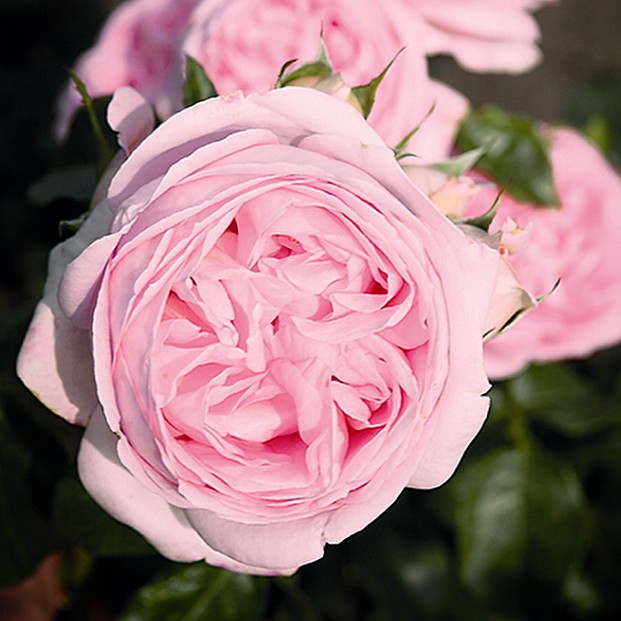 Роза Вояж в горшке - Dolina-Sad.Ru