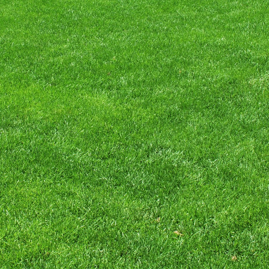 Газонная трава Парк, 500 гр Газонная трава Парк, 500 гр - Dolina-Sad.Ru