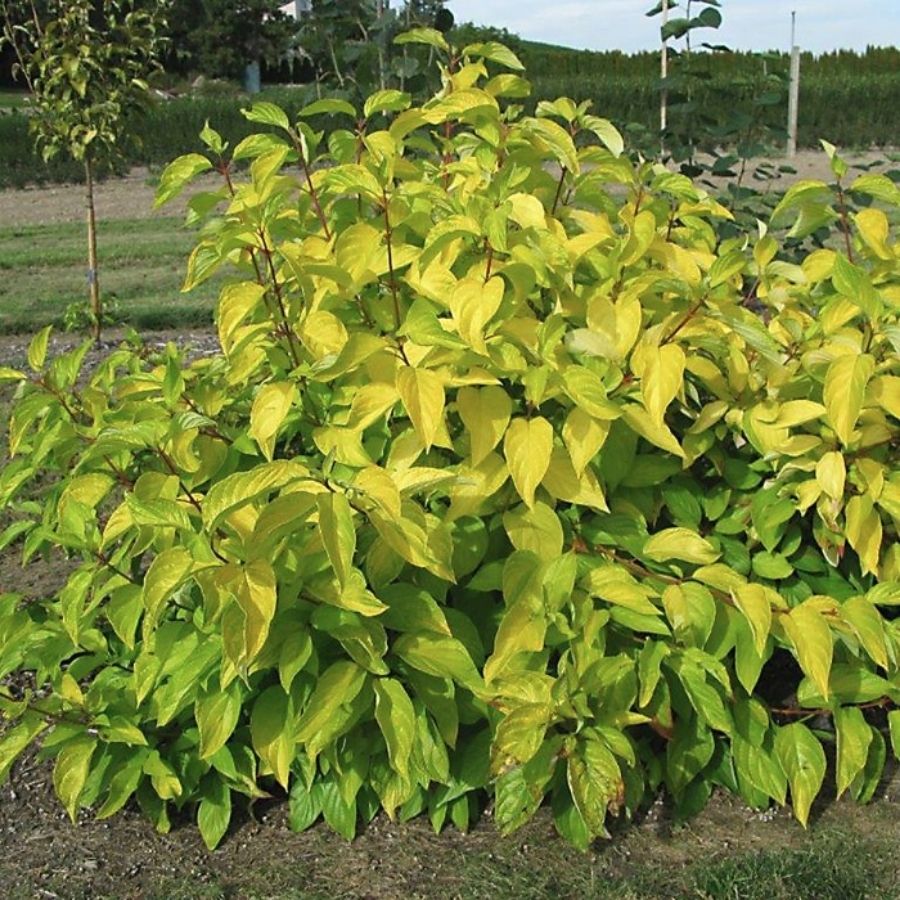 Дерен белый Неон Берст, С2 Дерен белый Неон Берст, С2 - Dolina-Sad.Ru