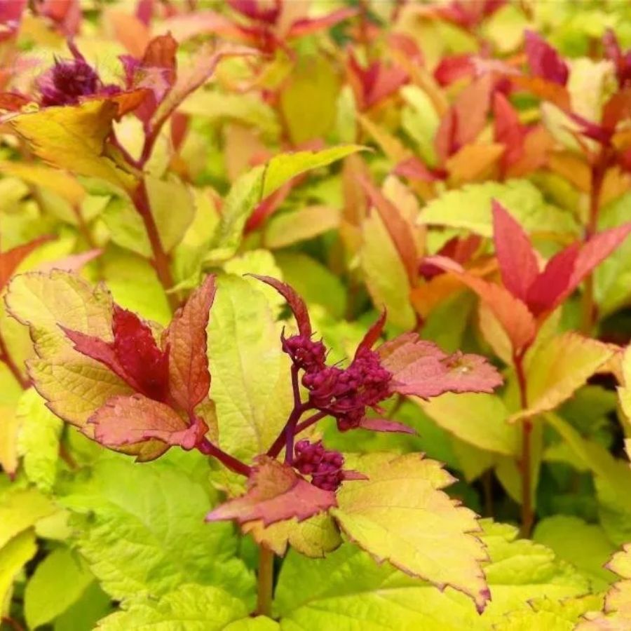 Спирея японская Файерлайт, С2 Спирея японская Файерлайт, С2 - Dolina-Sad.Ru