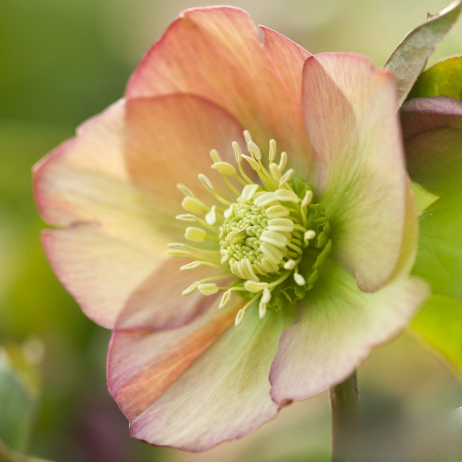 Морозник Априкот Морозник Априкот - Dolina-Sad.Ru