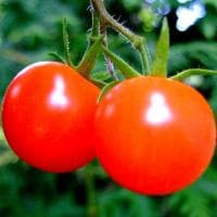 Томат Агата Н11 фото