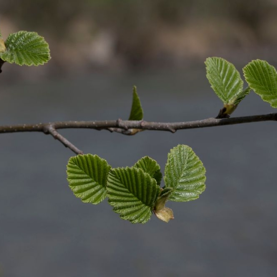 Ольха серая, С3 Ольха серая, С3 - Dolina-Sad.Ru