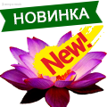 Новинки цветов! - Dolinasad.by