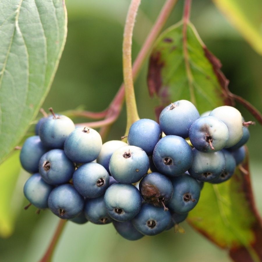 Дерен душистый Блю Клауд, С3 - Dolina-Sad.Ru