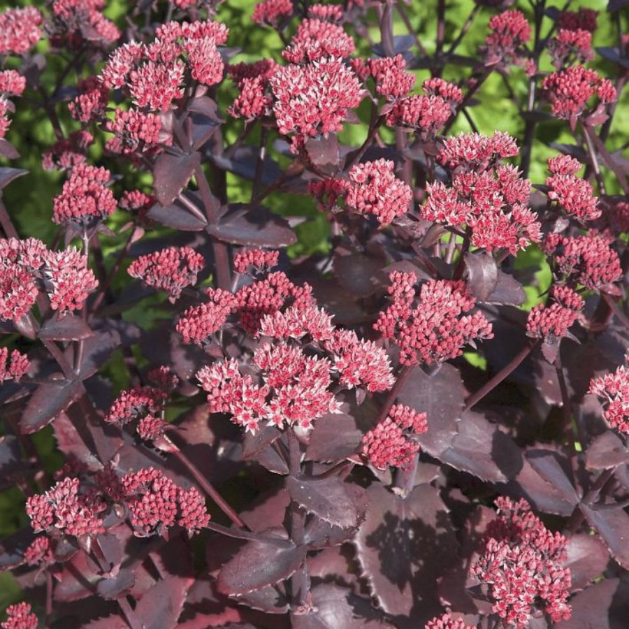 Седум Чоколэт Черри - Dolina-Sad.Ru