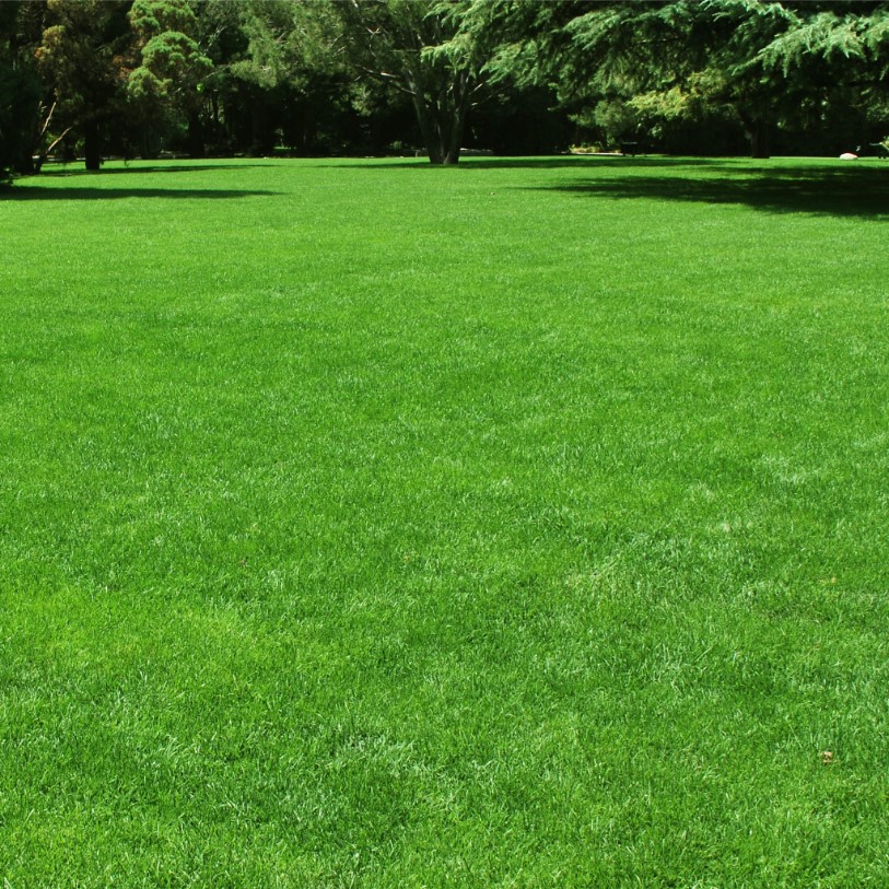 Газонная трава Парк, 500 гр Газонная трава Парк, 500 гр - Dolina-Sad.Ru