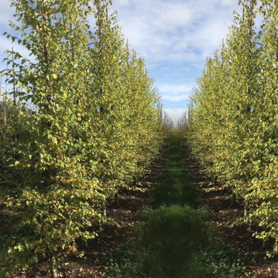 Береза повислая Шневердингер Гольдбирк - Dolina-Sad.Ru