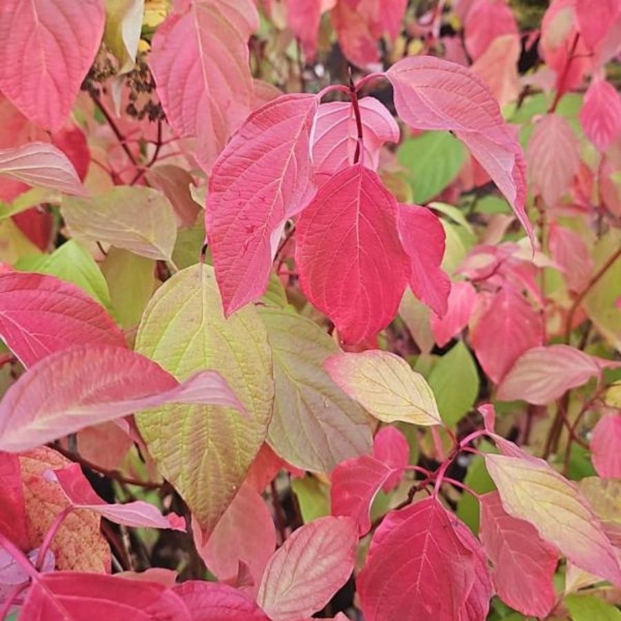 Дерен белый Неон Берст, С3 Дерен белый Неон Берст, С3 - Dolina-Sad.Ru