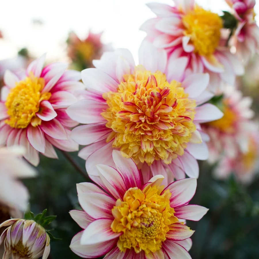 Георгина Полька - Dolina-Sad.Ru