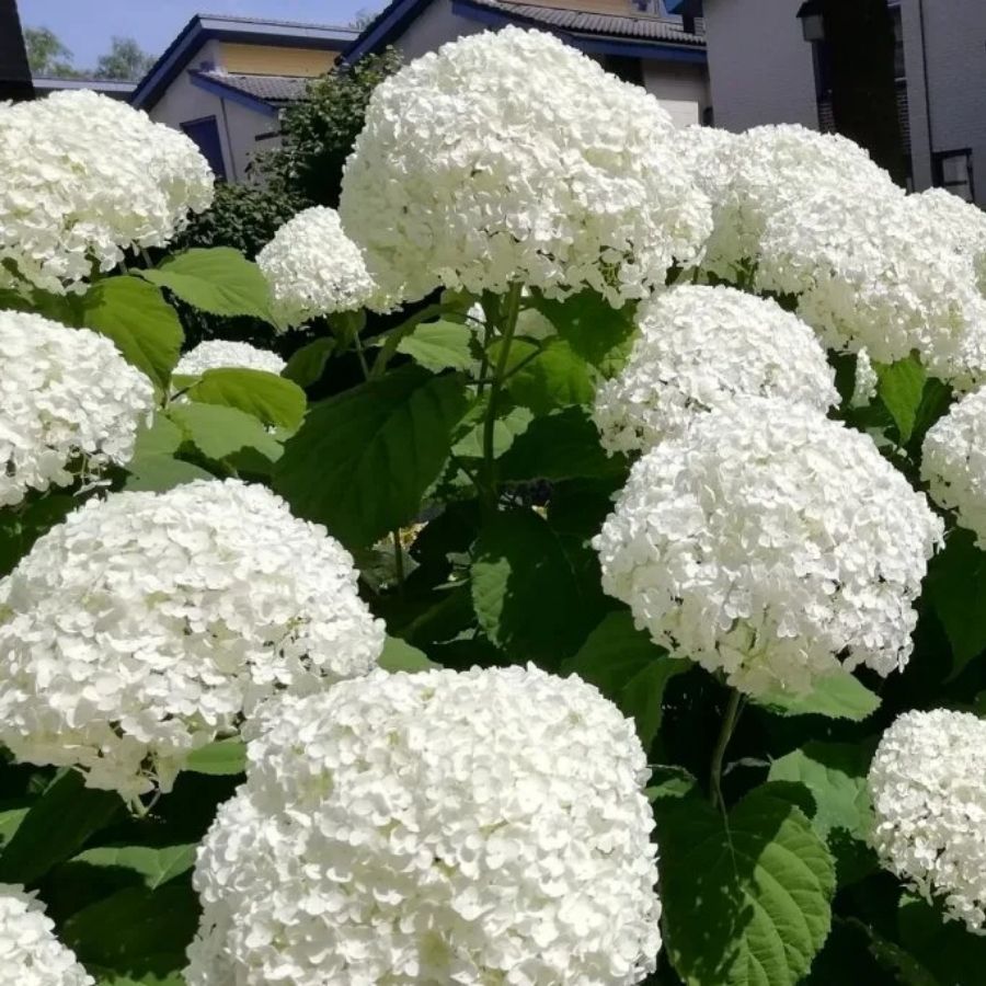 Гортензия древовидная Аннабель, С2 - Dolina-Sad.Ru