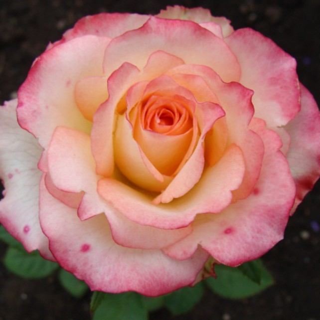 Роза Дуэт в горшке - Dolina-Sad.Ru