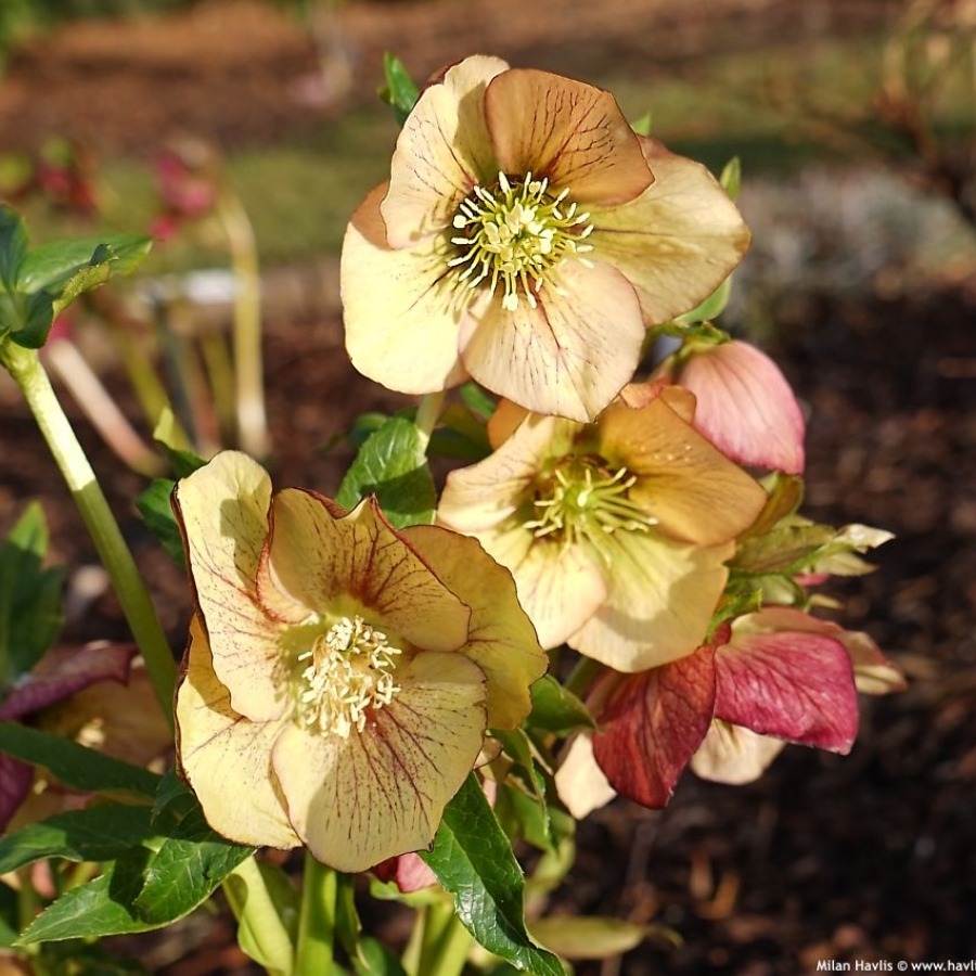 Морозник Априкот Морозник Априкот - Dolina-Sad.Ru