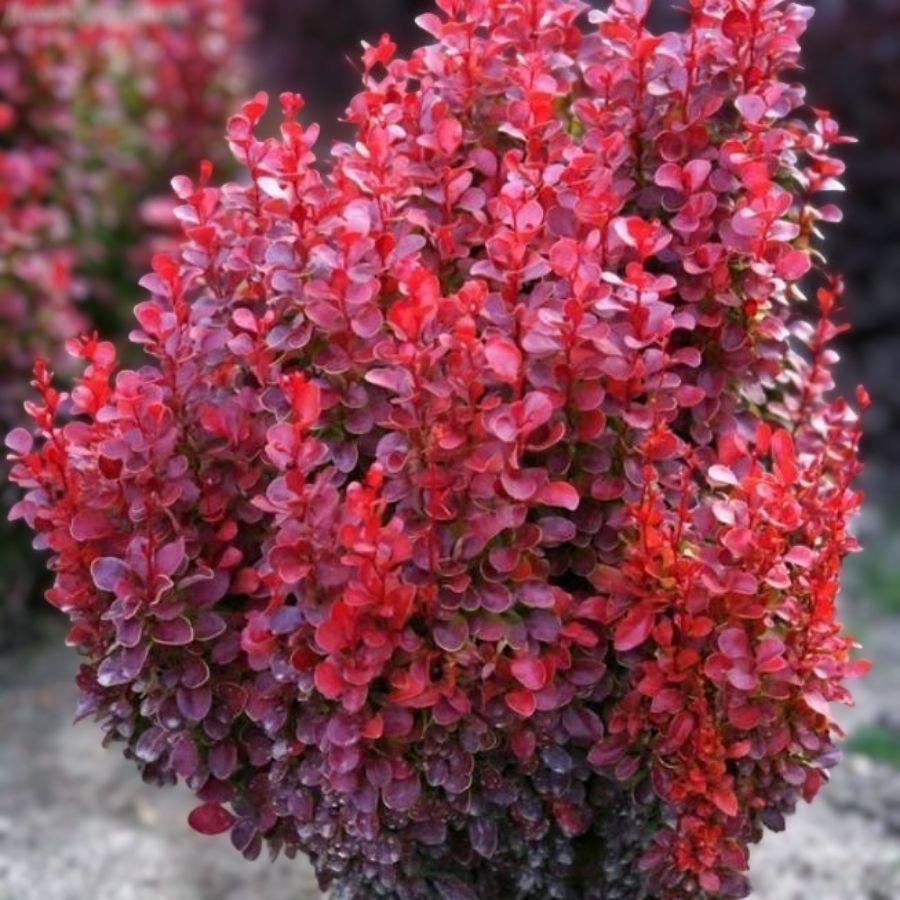 Барбарис Тунберга Ред Дж, С2 Барбарис Тунберга Ред Дж, С2 - Dolina-Sad.Ru