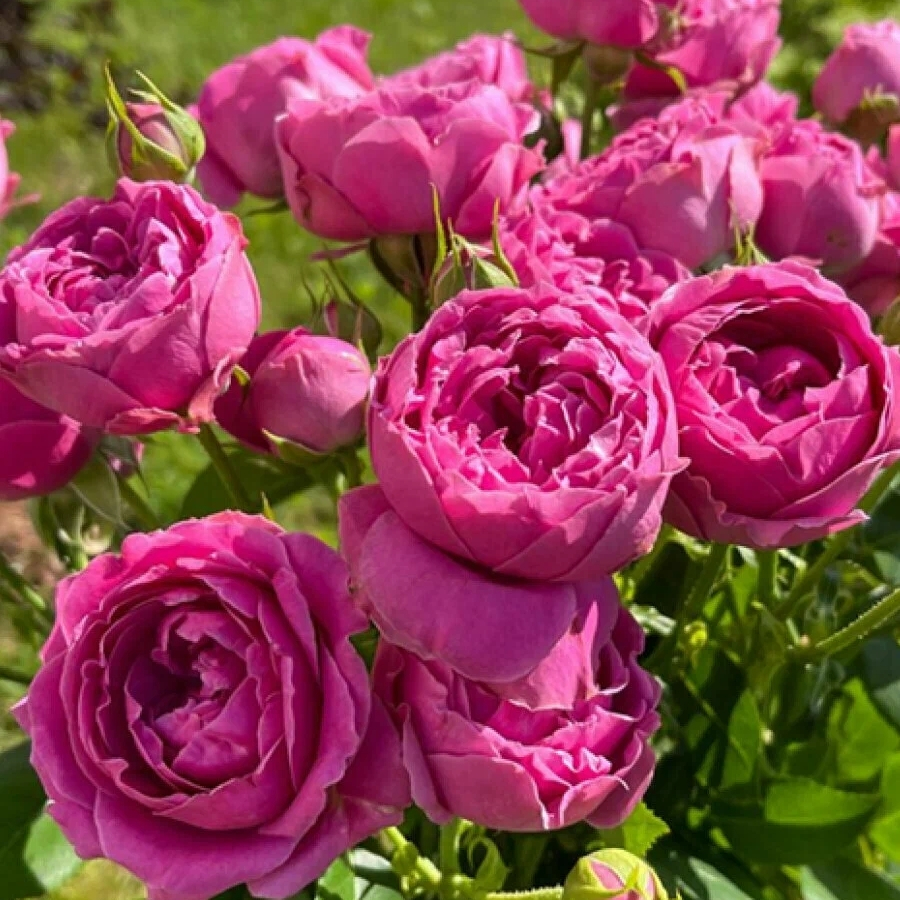 Роза Мисти Баблс - Dolina-Sad.Ru