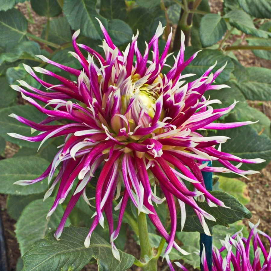 Георгина Холихилл Спайдер Вуман - Dolina-Sad.Ru