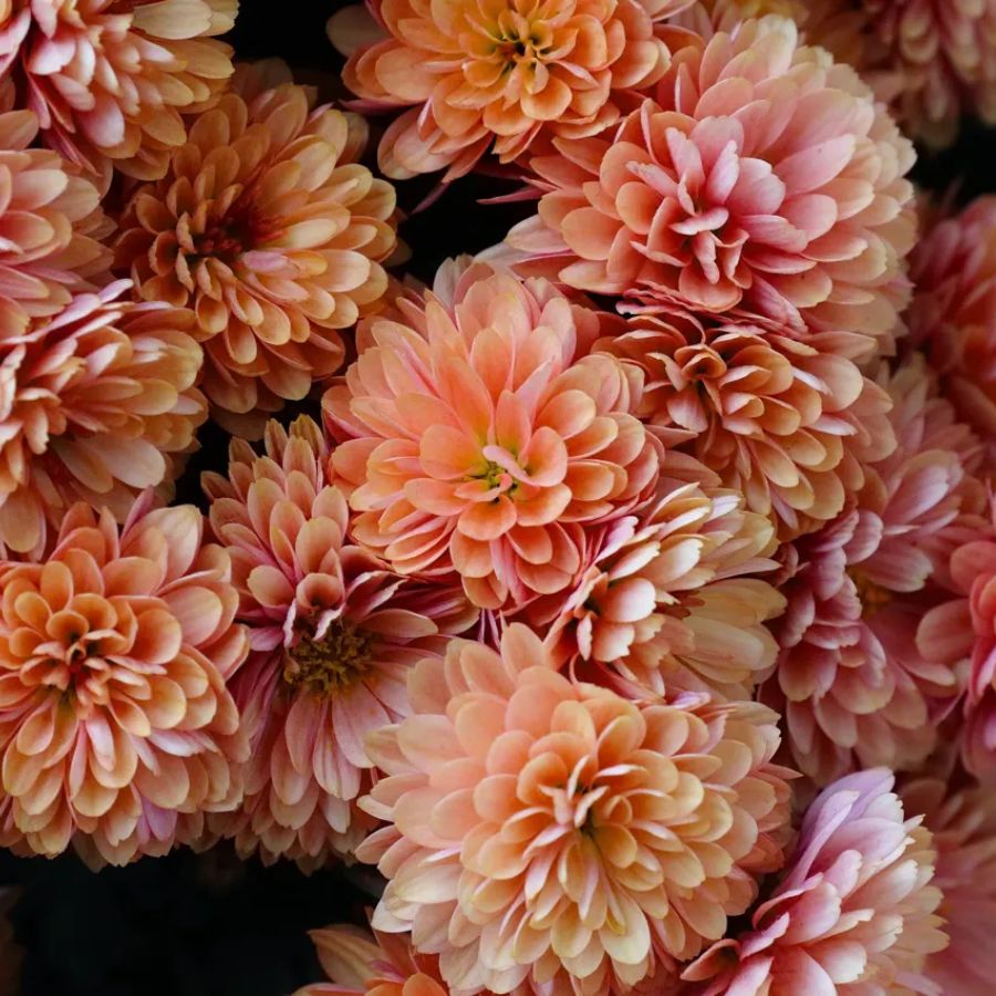 Хризантема мультифлора Персиковая Хризантема мультифлора Персиковая - Dolina-Sad.Ru