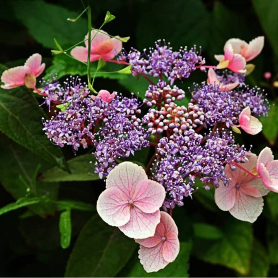 Гортензия шершавая Хот Шоколад, С3 - Dolina-Sad.Ru