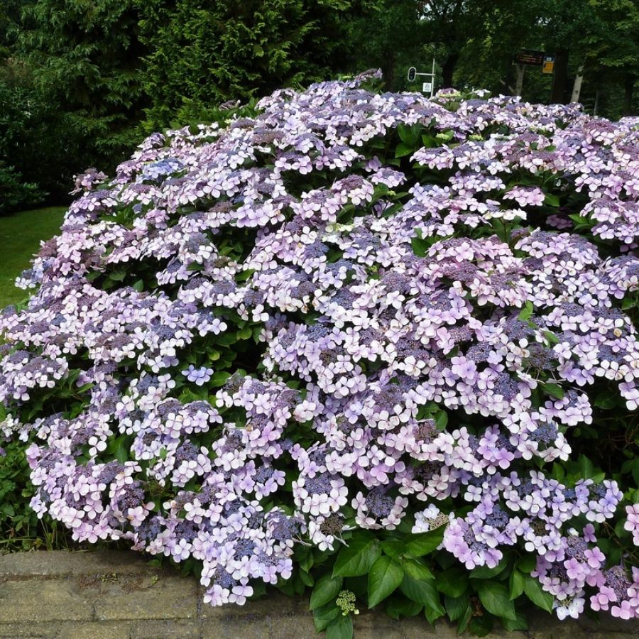 Гортензия Мариеси Перфекта, С2 - Dolina-Sad.Ru