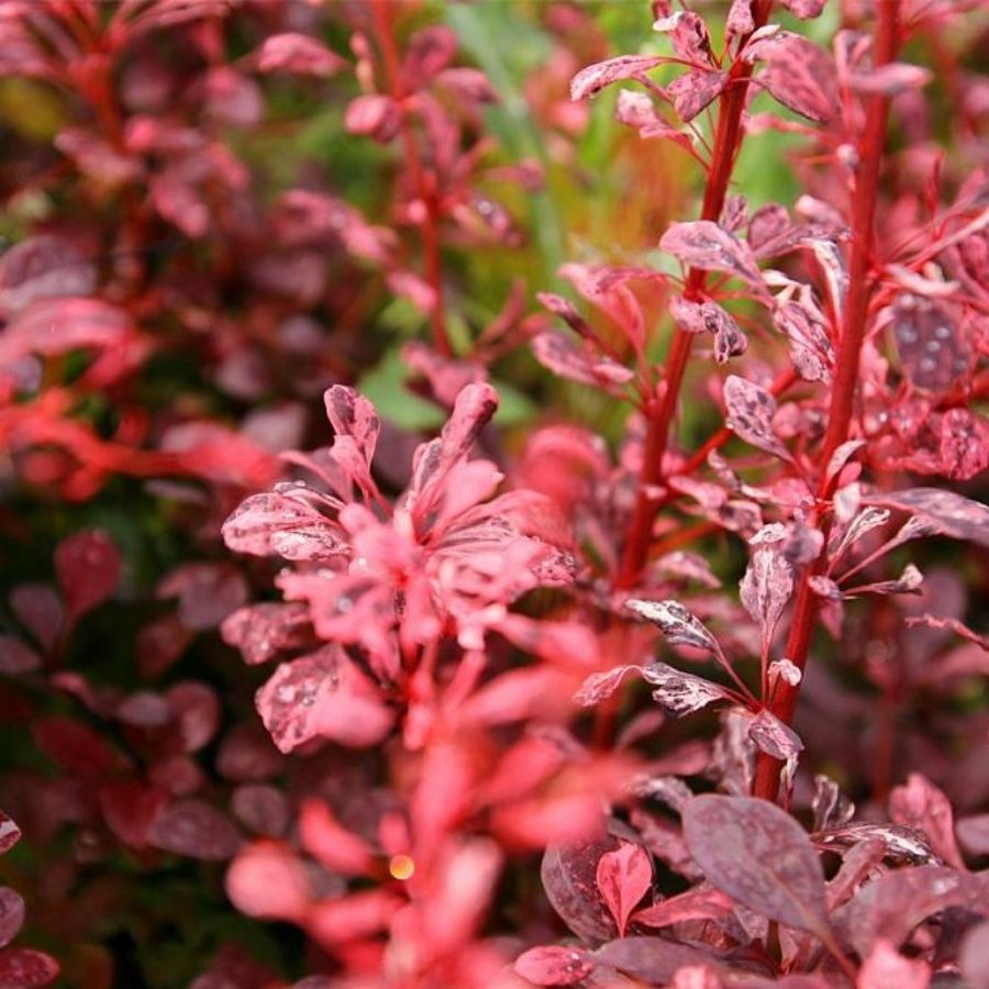 Барбарис Тунберга Келлерис, С3 Барбарис Тунберга Келлерис, С3 - Dolina-Sad.Ru