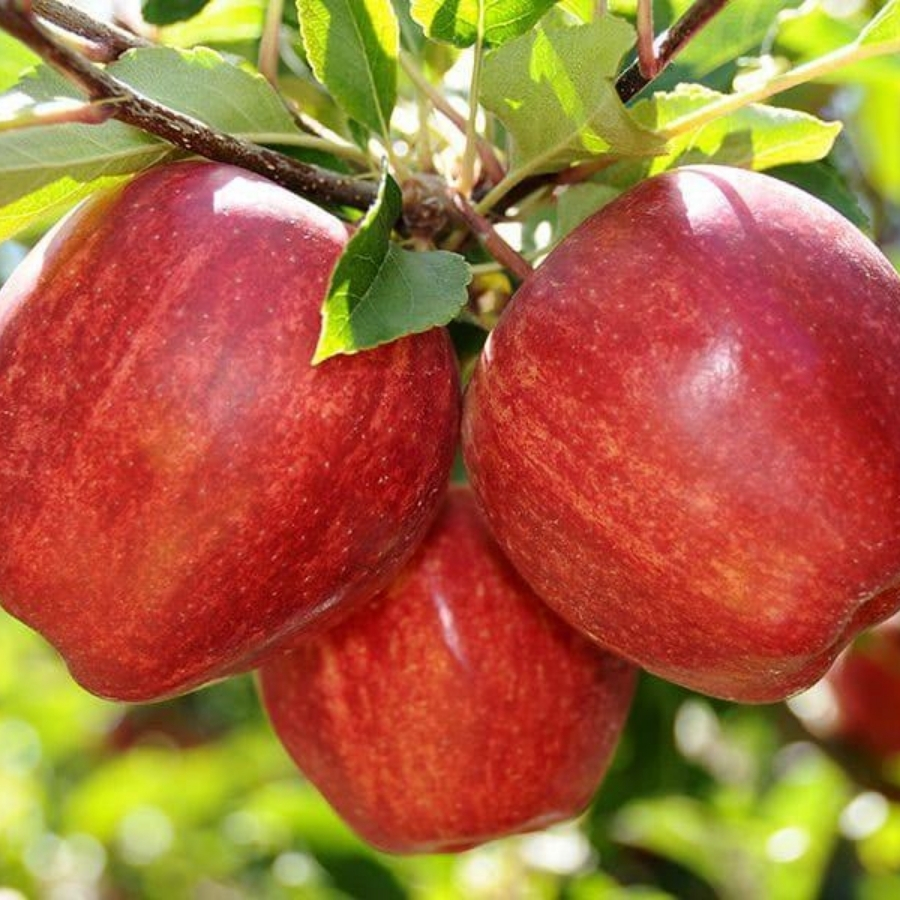 Яблоня Гала - Dolina-Sad.Ru