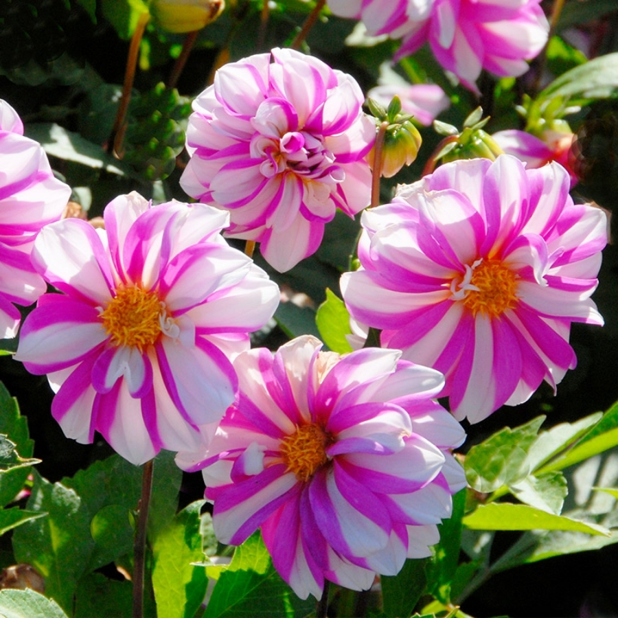 Георгина Принцесс Пинк - Dolina-Sad.Ru