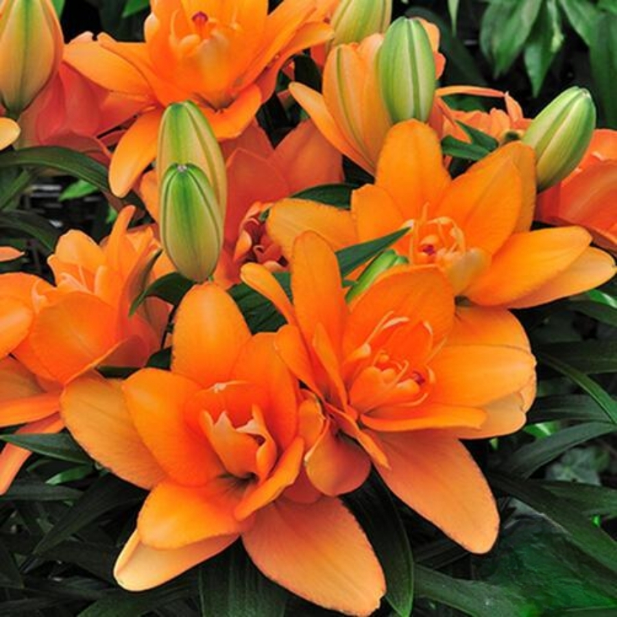 Лилия Дабл Тини - Dolina-Sad.Ru