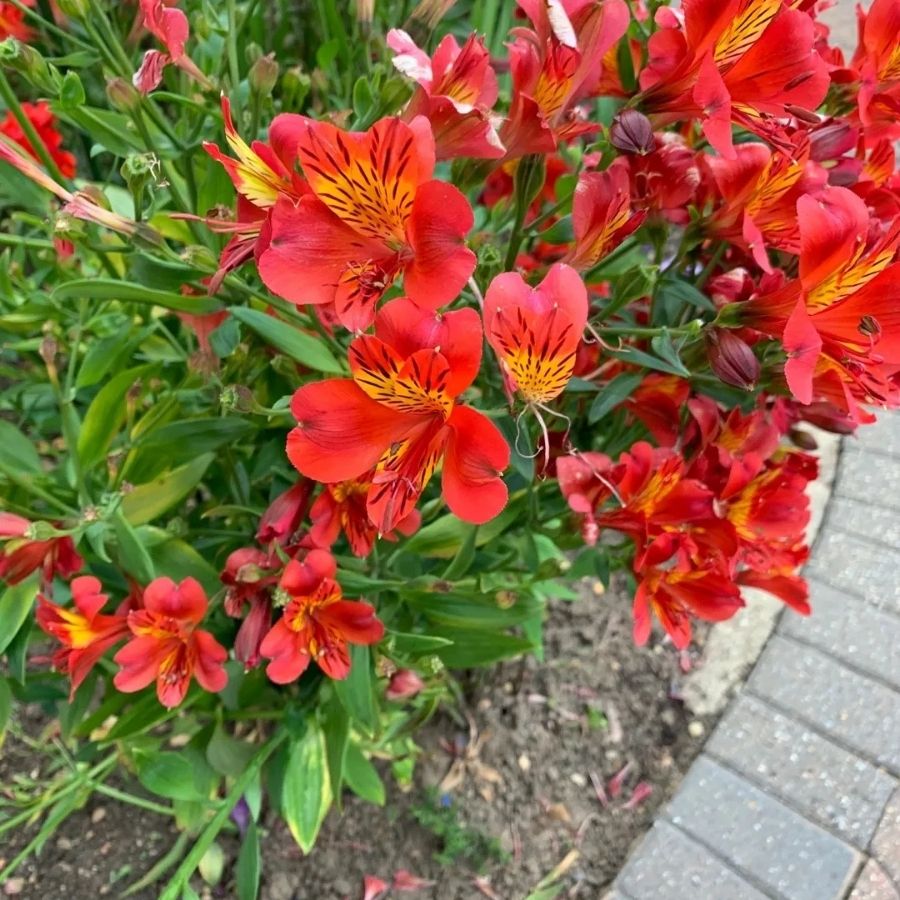 Альстромерия Марс Альстромерия Марс - Dolina-Sad.Ru