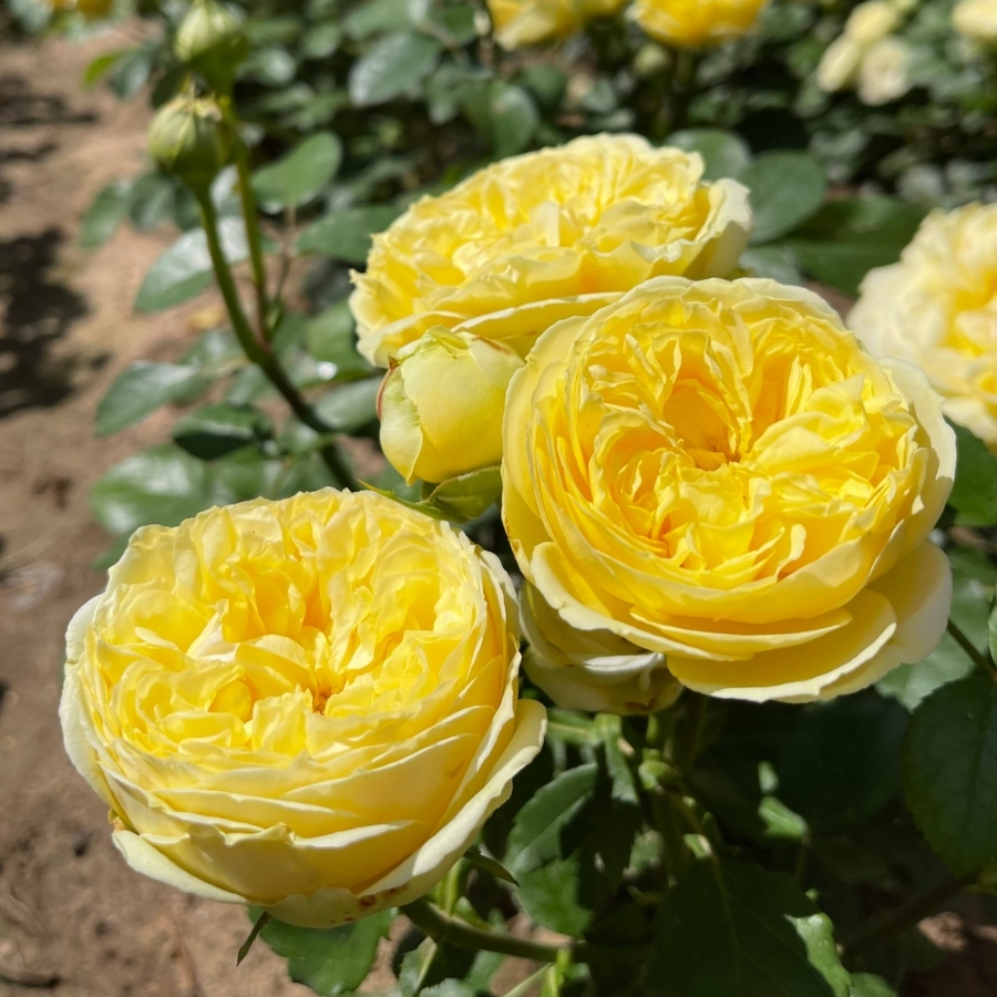 Роза Каталина - Dolina-Sad.Ru