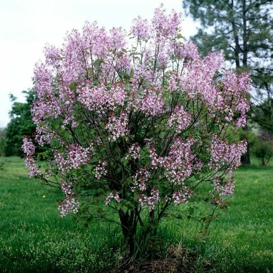 Сирень венгерская, С3 - Dolina-Sad.Ru