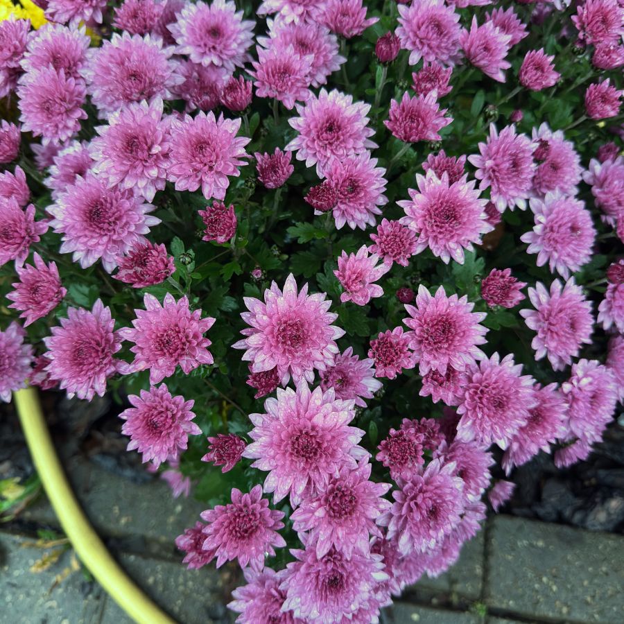Хризантема мультифлора Пинк Хризантема мультифлора Пинк - Dolina-Sad.Ru