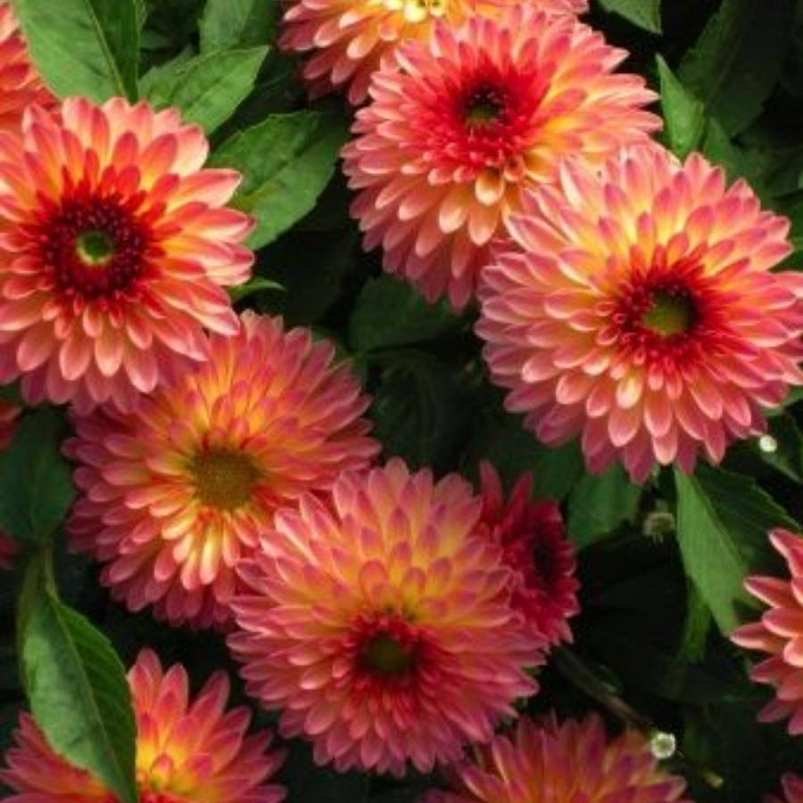 Георгина Делайт Глоу - Dolina-Sad.Ru