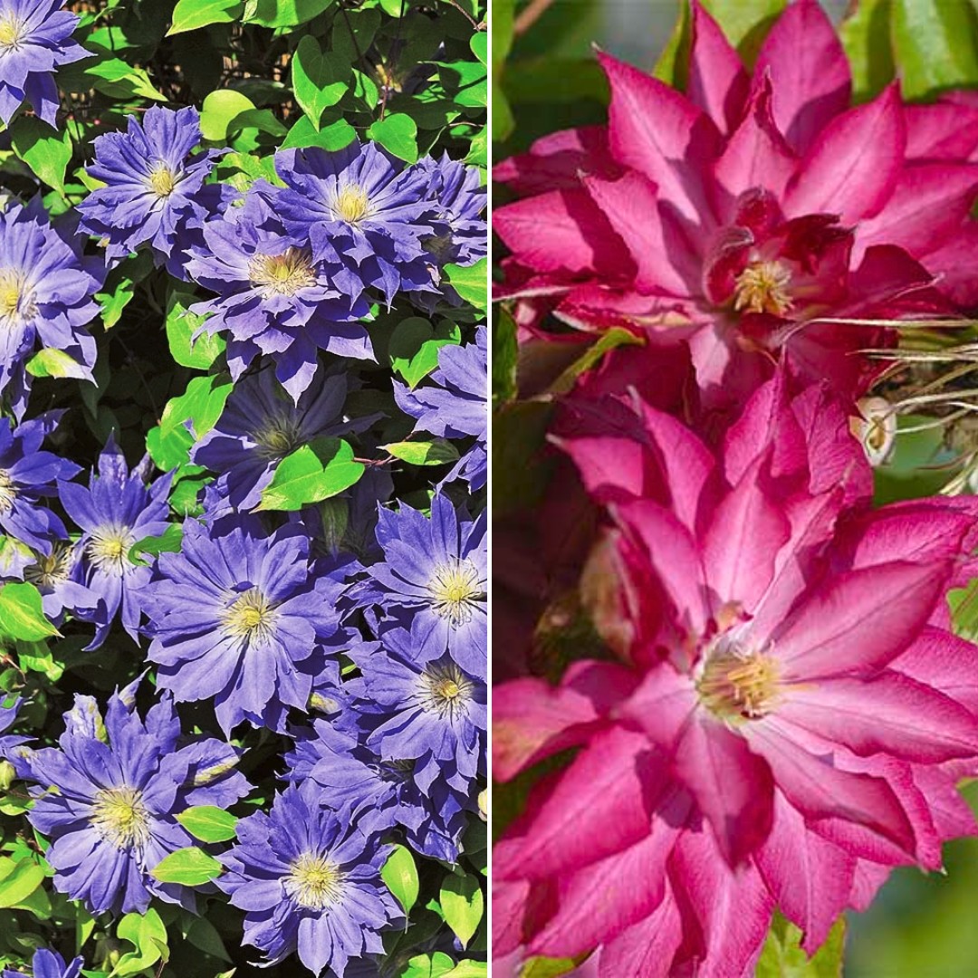 Набор клематисов Летние грезы Набор клематисов Летние грезы - Dolina-Sad.Ru