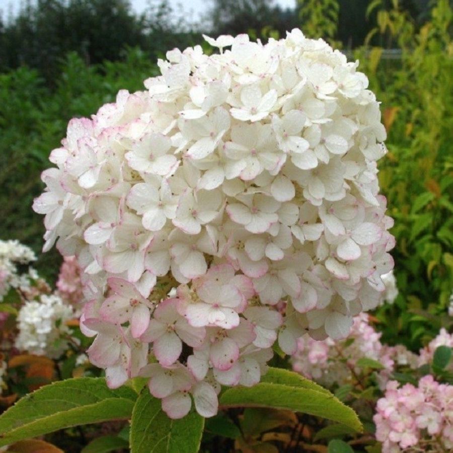 Гортензия метельчатая Бобо, С3 - Dolina-Sad.Ru