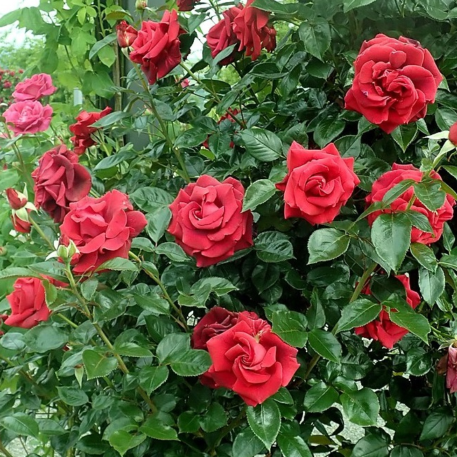 Роза Ред Флейм фото