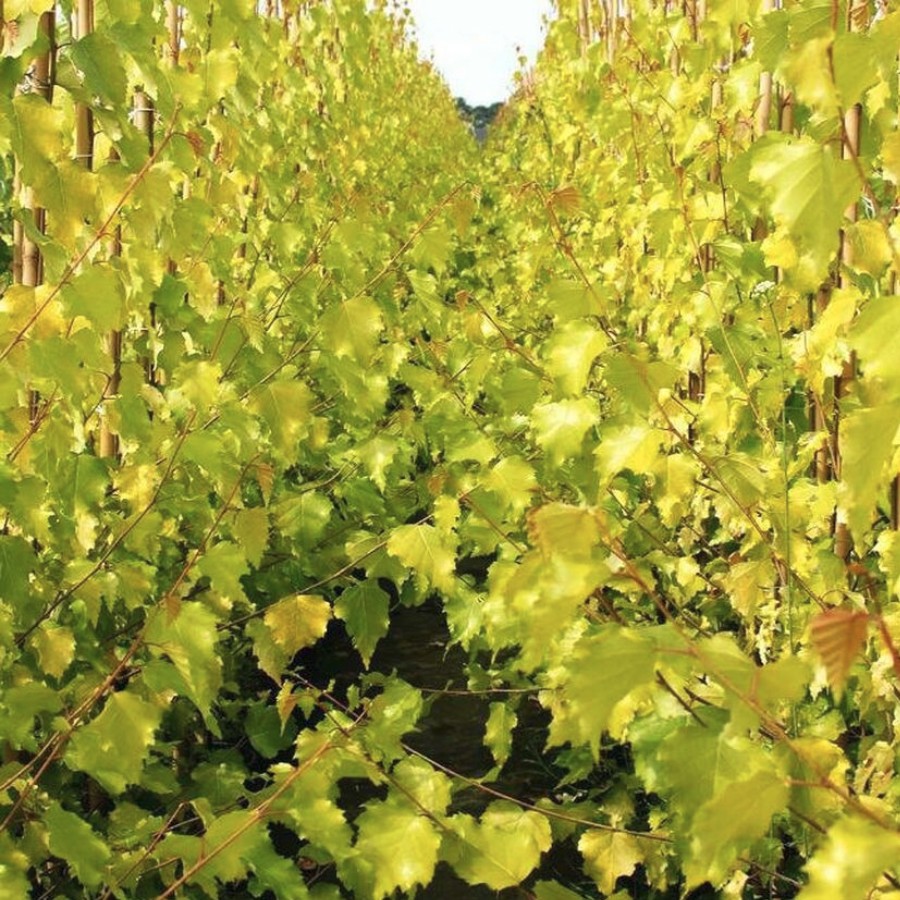 Береза повислая Шневердингер Гольдбирк - Dolina-Sad.Ru