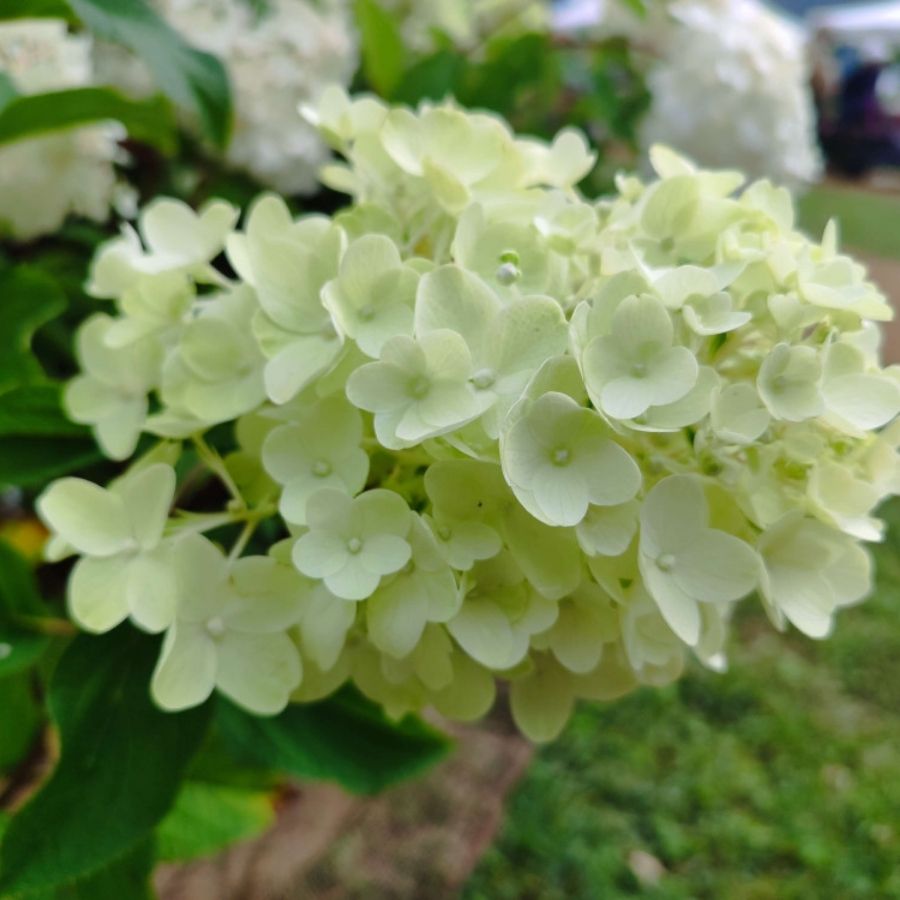 Гортензия метельчатая Сильвер Доллар, С3 Гортензия метельчатая Сильвер Доллар, С3 - Dolina-Sad.Ru