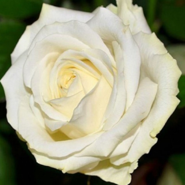 Роза Аваланч в горшке - Dolina-Sad.Ru