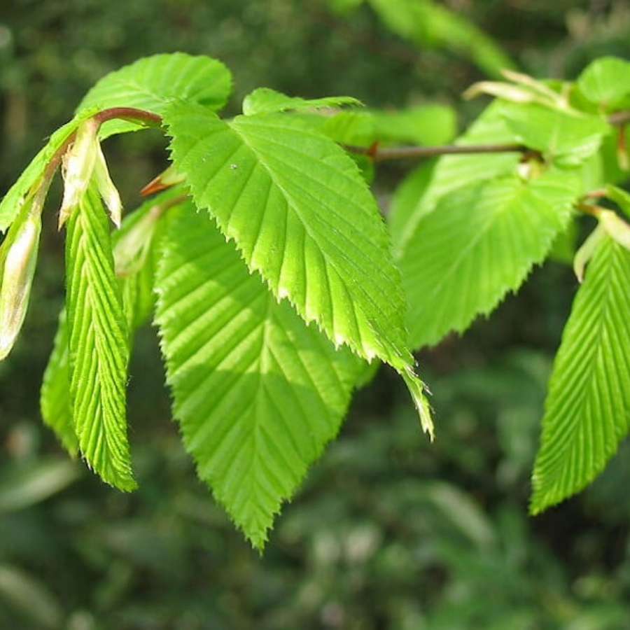 Граб обыкновенный, С3 Граб обыкновенный, С3 - Dolina-Sad.Ru