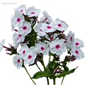 Флоксы (Корневища) - Dolinasad.by