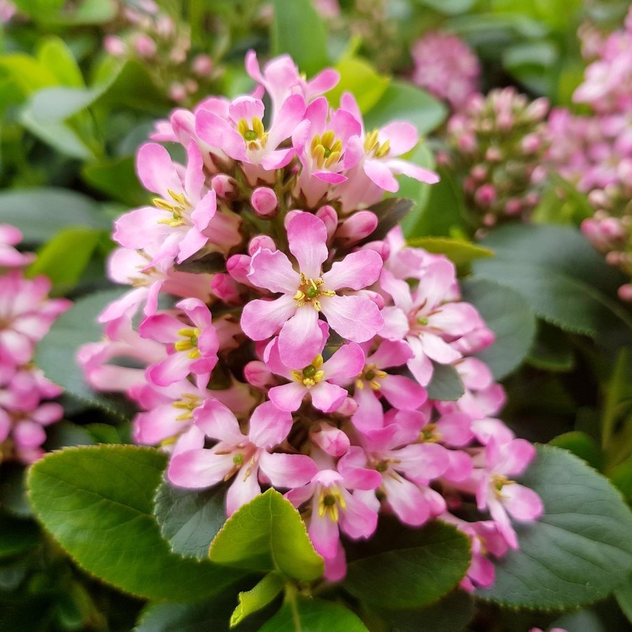 Эскаллония Гловинг Эмберс - Dolina-Sad.Ru